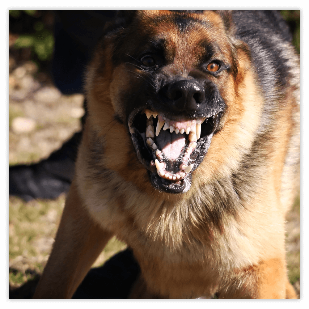 dogattack-img