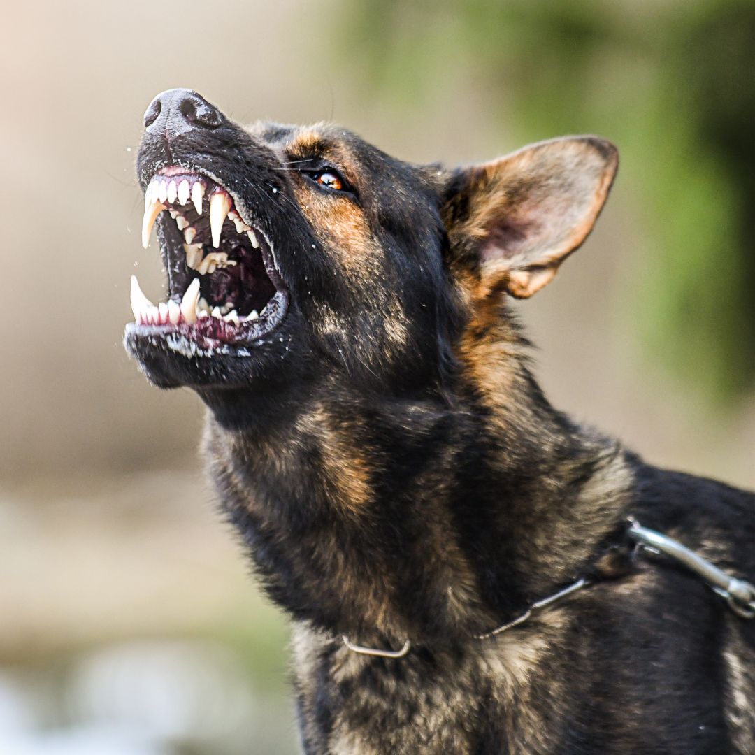 aggressive dog 