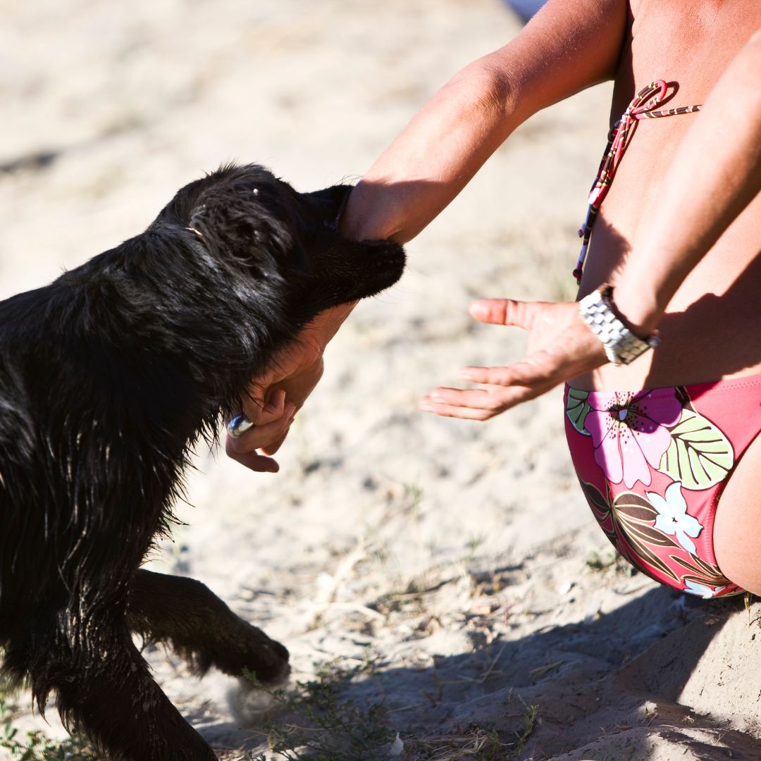 Dog biting persons arm
