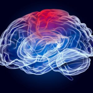 An image of a brain