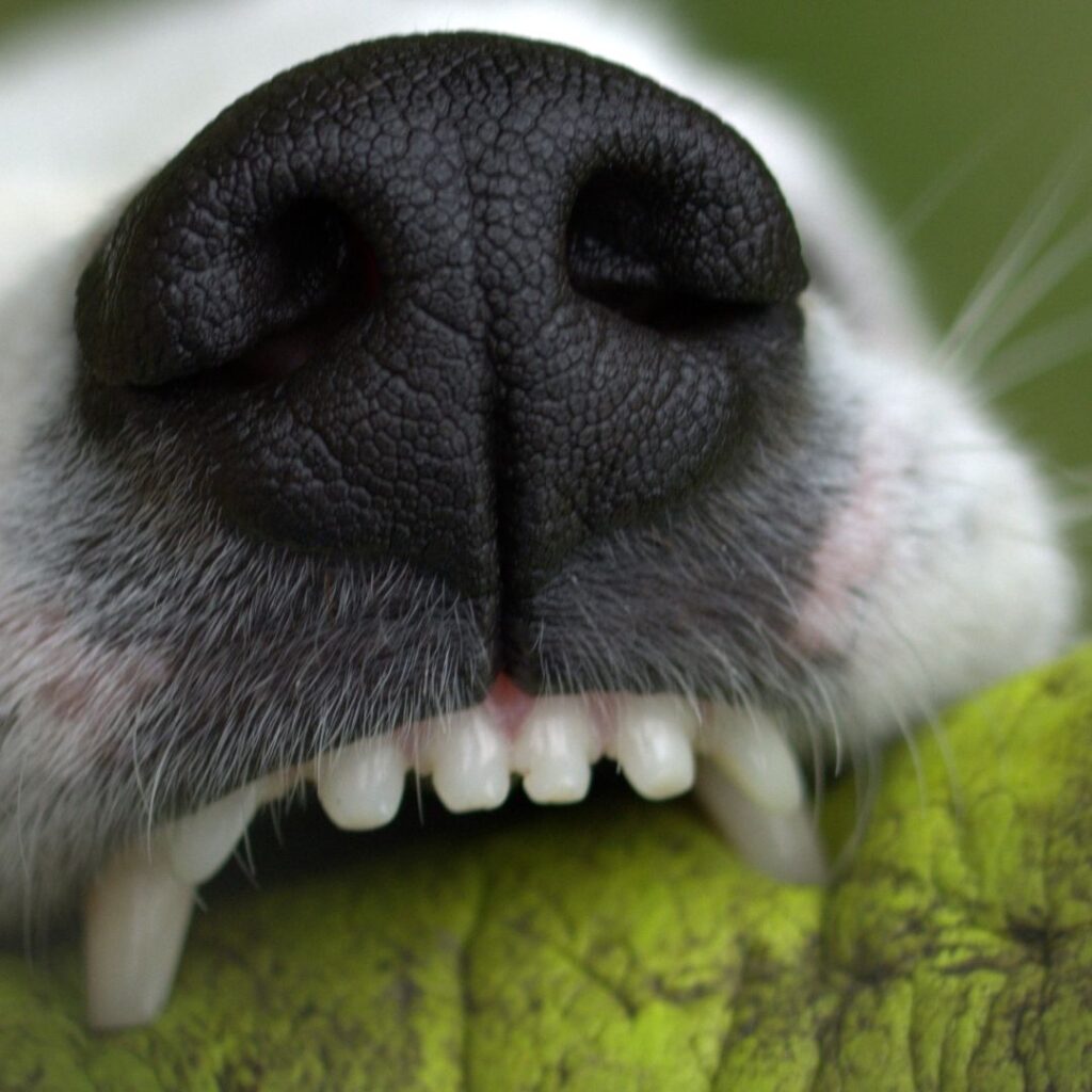 close up of dog teeth