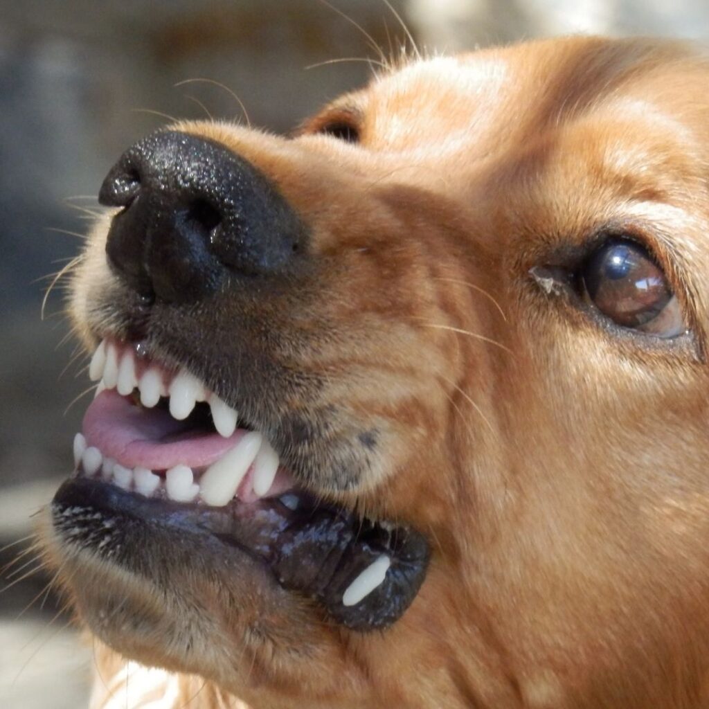 growling dog