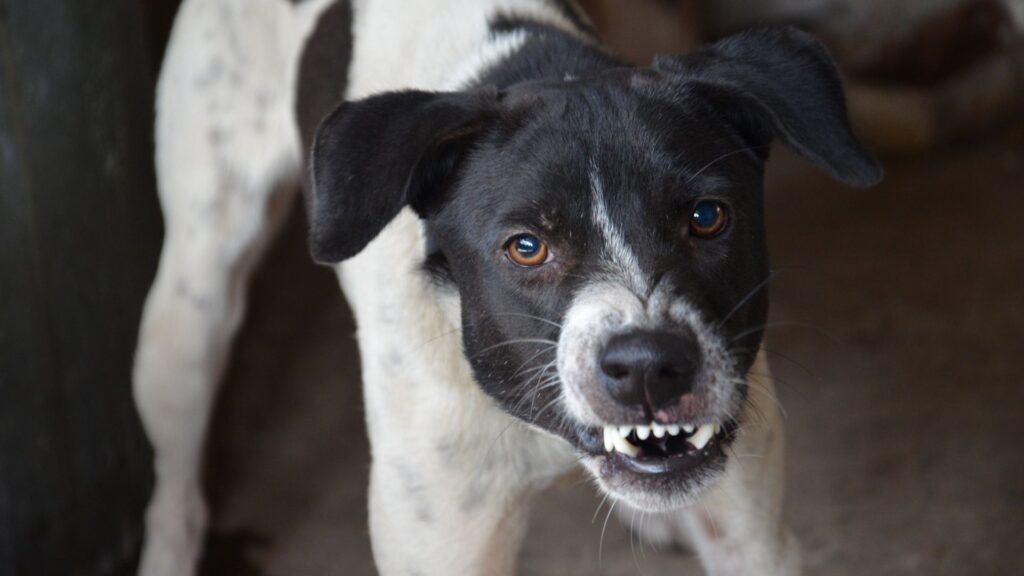 aggressive dog