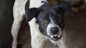 aggressive dog